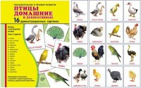Демонстрационные карточки "Птицы домашние и декоративные" - fgospostavki.ru - Ногинск