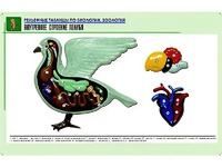 Рельефная таблица "Внутреннее строение голубя" (формат А1, матовое ламинирование) - fgospostavki.ru - Ногинск