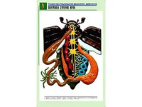 Рельефная таблица "Внутреннее строение жука" (формат А1, матовое ламинирование) - fgospostavki.ru - Ногинск