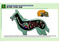 Рельефная таблица "Внутреннее строение собаки" (формат А1, матовое ламинирование) - fgospostavki.ru - Ногинск