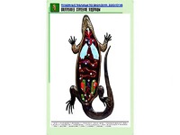 Рельефная таблица "Внутреннее строение ящерицы" (формат А1, матовое ламинирование) - fgospostavki.ru - Ногинск