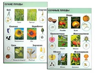 Коллекция "Семена и плоды" - fgospostavki.ru - Ногинск