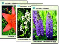 Гербарий фотографический "Основные группы растений" - fgospostavki.ru - Ногинск