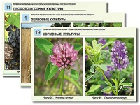 Гербарий фотографический "Сельскохозяйственные растения России" - fgospostavki.ru - Ногинск