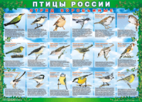 Комплект таблиц "Птицы России (4 листа)" (100х140 сантиметров, винил) - fgospostavki.ru - Ногинск