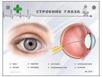 Интерактивный стенд "Строение глаза" - fgospostavki.ru - Ногинск