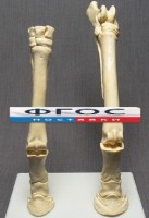 Скелет конечности лошади (передняя и задняя) на подставке - fgospostavki.ru - Ногинск