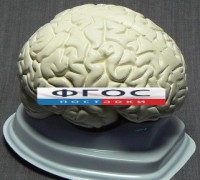 Модель "Мозг в разрезе" (белый) - fgospostavki.ru - Ногинск