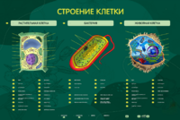 Электрифицированный стенд "Строение клетки" с маркерными полями - fgospostavki.ru - Ногинск