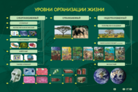 Электрифицированный стенд "Уровни организации жизни" - fgospostavki.ru - Ногинск
