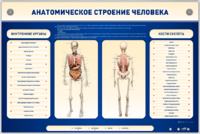 Электрифицированный стенд-тренажер c макетом скелета "Анатомическое строение человека" - fgospostavki.ru - Ногинск
