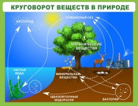 Стенд "Круговорот веществ" - fgospostavki.ru - Ногинск