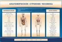 Электрифицированный стенд-тренажер c макетом скелета "Анатомическое строение человека" - fgospostavki.ru - Ногинск