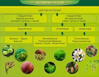 Стенд "Систематика растений" - fgospostavki.ru - Ногинск