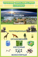 Стенд "Уровни организации живого" - fgospostavki.ru - Ногинск