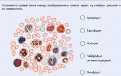 Интерактивные курсы. Биология 11 класс. Расширенный. - fgospostavki.ru - Ногинск