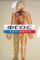 Модель барельефная "Кровеносная система человека" - fgospostavki.ru - Ногинск