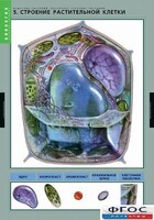 Комплект таблиц. Биология. Вещества растений. Клеточное строение. - fgospostavki.ru - Ногинск