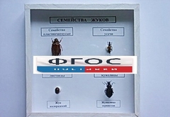 Коллекция "Семейство жуков" - fgospostavki.ru - Ногинск