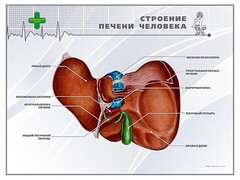 Стенд "Строение печени человека" - fgospostavki.ru - Ногинск