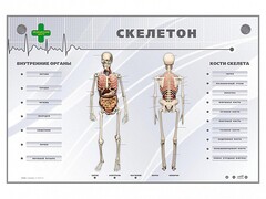 Электрифицированный стенд-тренажер "Скелетон" - fgospostavki.ru - Ногинск