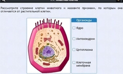 Интерактивные курсы. Биология 8 класс. Базовый - fgospostavki.ru - Ногинск