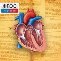 Анатомия (Цифровой атлас школьника) - fgospostavki.ru - Ногинск