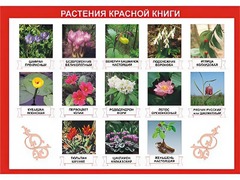 Таблица демонстрационная "Растения Красной книги" (винил 70*100) - fgospostavki.ru - Ногинск