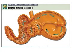 Рельефная таблица "Желудок жвачного животного" (формат А1, матовое ламинирование) - fgospostavki.ru - Ногинск