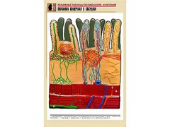 Рельефная таблица "Ворсинка кишечная с сосудом" (формат А1, матовое ламинирование) - fgospostavki.ru - Ногинск