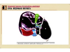 Рельефная таблица "Печень. Висцеральная поверхность" (формат А1, матовое ламинирование) - fgospostavki.ru - Ногинск