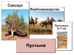 Модель-аппликация "Природные зоны России" (ламинированная) - fgospostavki.ru - Ногинск