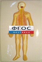 Модель барельефная "Нервная система человека" - fgospostavki.ru - Ногинск