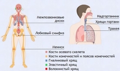Интерактивные курсы. Биология 9 класс. Базовый. - fgospostavki.ru - Ногинск