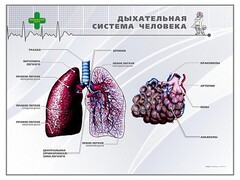 Стенд "Дыхательная система человека" - fgospostavki.ru - Ногинск