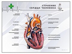 Стенд "Строение сердца человека" - fgospostavki.ru - Ногинск