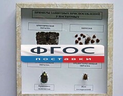 Коллекция энтомологическая "Примеры защитных приспособлений у насекомых" - fgospostavki.ru - Ногинск