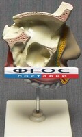 Модель "Разрез носоглотки" - fgospostavki.ru - Ногинск