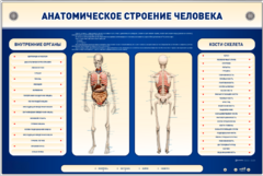 Электрифицированный стенд-тренажер c макетом скелета "Анатомическое строение человека" - fgospostavki.ru - Ногинск
