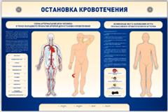 Электрифицированный стенд-тренажер "Остановка кровотечения" - fgospostavki.ru - Ногинск
