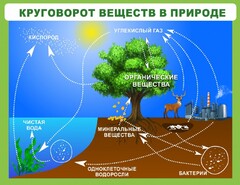 Стенд "Круговорот веществ" - fgospostavki.ru - Ногинск