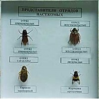 Коллекция энтомологическая "Представители отряда насекомых" - fgospostavki.ru - Ногинск
