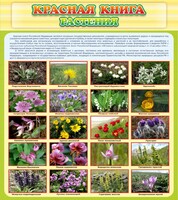 Стенд "Красная книга - растения" - fgospostavki.ru - Ногинск