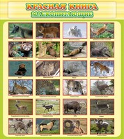 Стенд "Красная книга - млекопитающие" - fgospostavki.ru - Ногинск