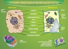 Стенд "Строение животной и растительной клеток" - fgospostavki.ru - Ногинск
