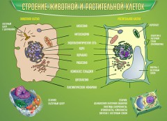  Биология - fgospostavki.ru - Ногинск