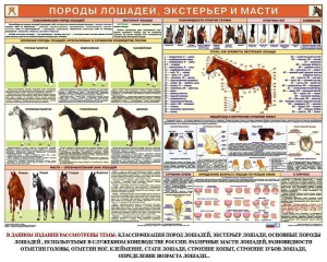 Комплект плакатов "Служебное коневодство" - fgospostavki.ru - Ногинск