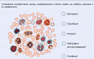 Интерактивные курсы. Биология 11 класс. Расширенный. - fgospostavki.ru - Ногинск