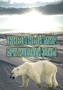 DVD "Животный мир Арктической зоны" - fgospostavki.ru - Ногинск