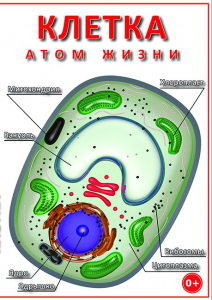 DVD "Клетка - "атом жизни" - fgospostavki.ru - Ногинск